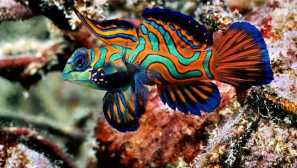 Morske akvarijske ribe - več praktičnih nasvetov.